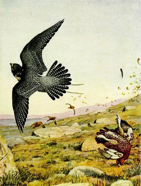 Falconry sport of kings (1920) Peregrine falcon striking red grouse .png by Louis Agazzis Fuertes. Public Domain
